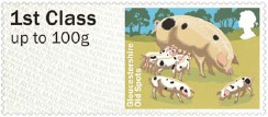 Pictorial Faststamps - Gloucestershire Old Spot pig.